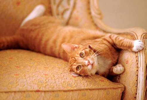 virtsan kissan haju sohvalla