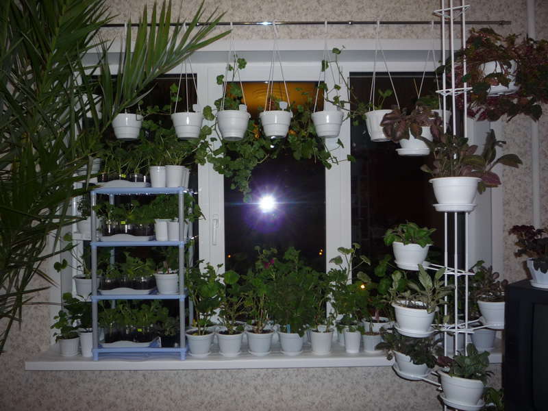 tetingkap tingkap dengan tumbuhan