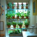 Egy ablakba sok beltéri növényt helyezünk