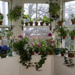Chic giardino fiorito sul davanzale della finestra