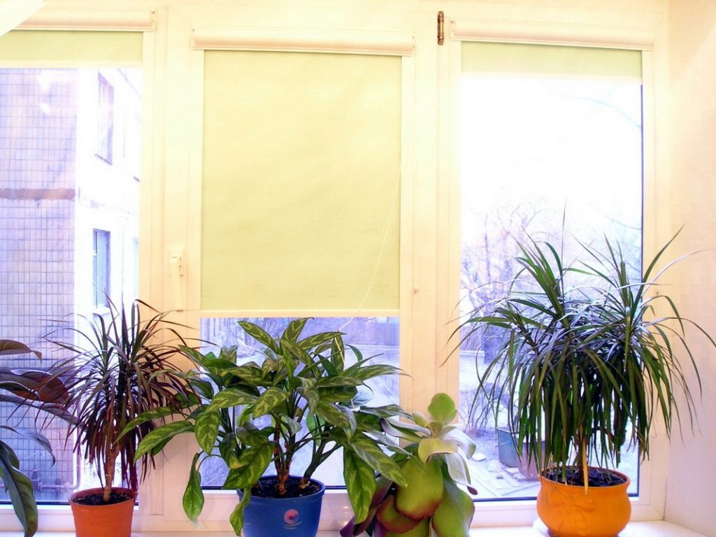 Szobanövények egy műanyag ablakpárkányon