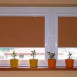 Szobanövények a nappali ablakpárkányán