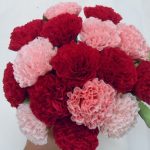 carnations dari pilihan foto pergelangan tangan